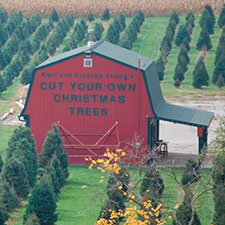 Cut Christmas Trees at Youngs Dairy