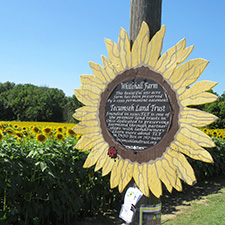 The Sunflower Field in Yellow Springs
