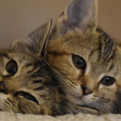SICSA pet adoption special: Two kittens for single adoption fee