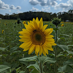 The Sunflower Field in Yellow Springs now in bloom