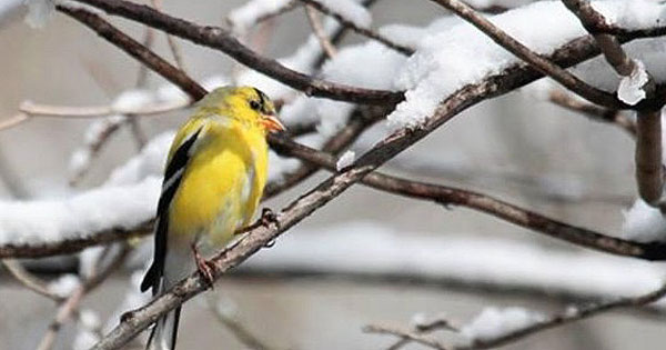 Christmas Bird Count