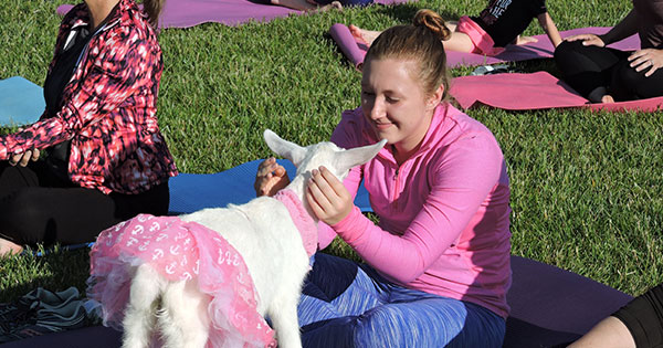 Goat Yoga Event