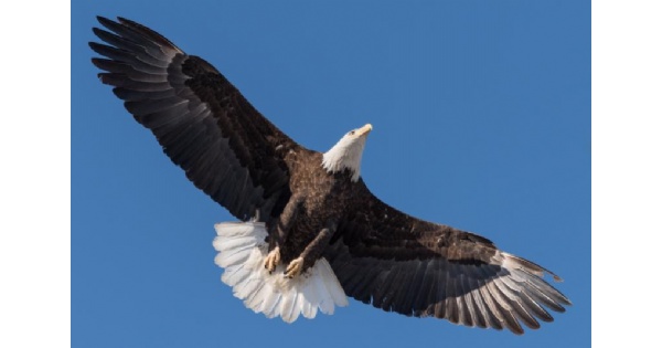 Bald Eagles Nesting at Carillon Park