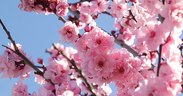 Urban cherry blossom trail planned near downtown Dayton