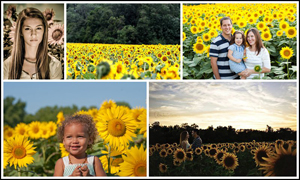 Sunflower Field, Yellow Springs Sunflower Field, Yellow Springs