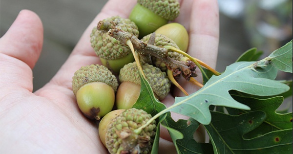 Five Rivers MetroParks needs help collecting 120K nuts to protect local forests
