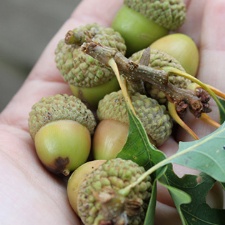 Five Rivers MetroParks needs help collecting 120K nuts to protect local forests