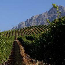 South African Wines