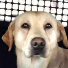 Dayton Airport Welcomes Newest Employee: K9 Officer Gunner