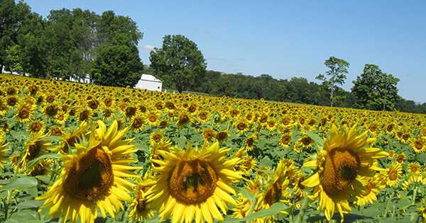 The Sunflower Field in Yellow Springs
