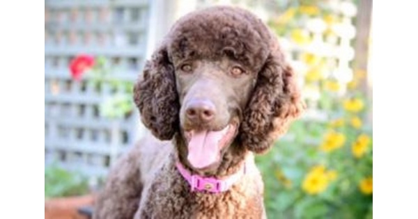 Therapy Dog Begins New Duties at DAY