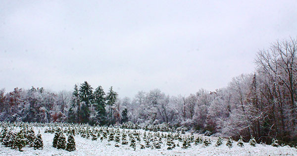 School Forest Festival