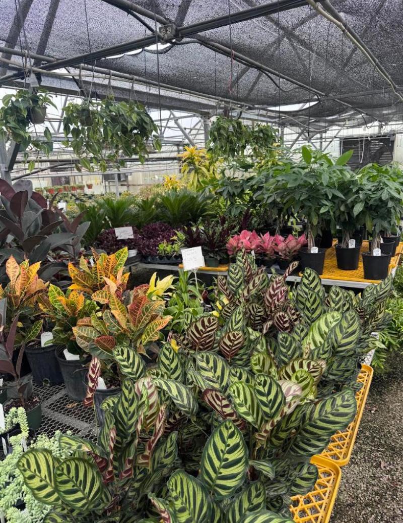 Houseplants - North Dayton Garden Center