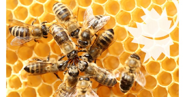 Beginning Beekeeping