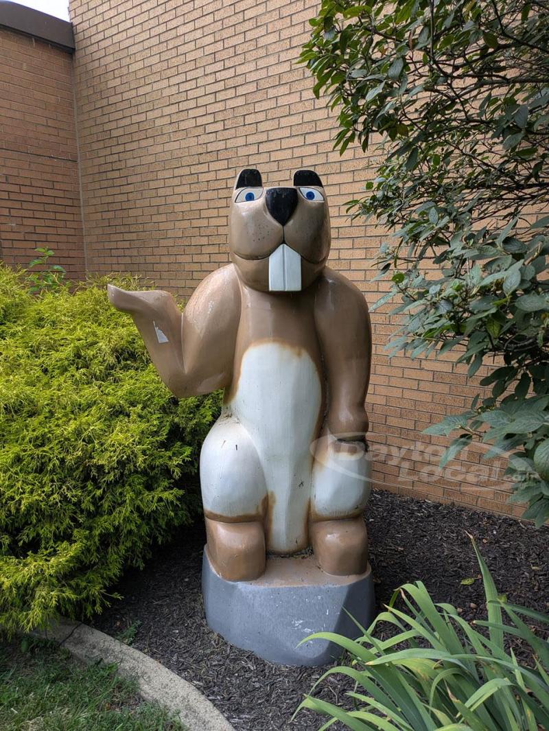 Valley Beaver - Beavers of Beavercreek
