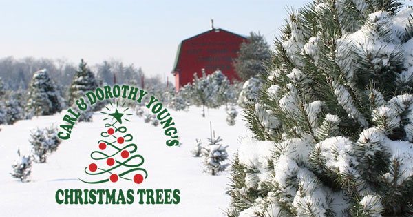 Cut Christmas Trees at Youngs Dairy