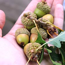 Five Rivers Metroparks Needs The Community's Help