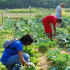 Public survey will help shape future of FRMP's gardening programs