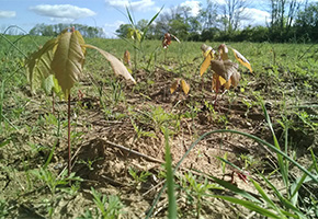 Five Rivers Tree Seedlings
