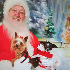 Christmas Puppies: What you should know before you buy