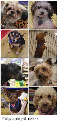 pets and animal adoption