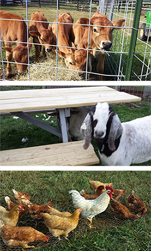 Nat Geo Down on the Farm