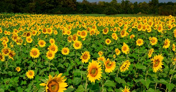The Sunflower Field in Centerville