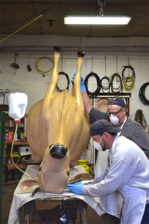 Jersey the cow during surgery