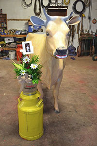 Jersey the cow receives flowers after surgery
