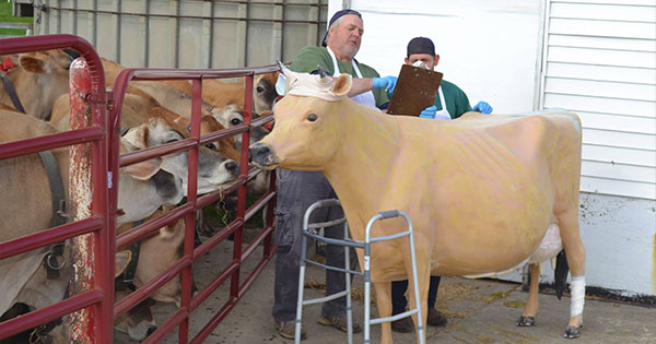 Young's Flying Cow A-moo-sing Locals