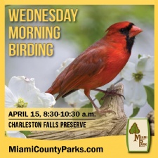 Wednesday Morning Birding