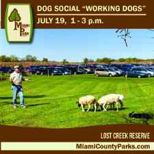 Dog Social Working Dogs