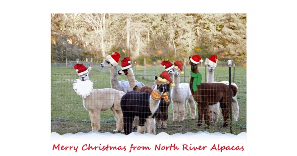 Holiday Open Farm Day at North River Alpacas