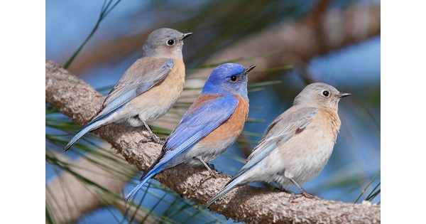 Bluebird Workshop