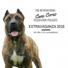 International Cane Corso Federation's Extravaganza 2016