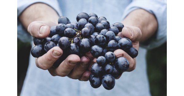 The Grape Escape at Hidden Valley Fruit Farm