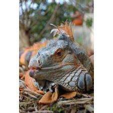 Reptile Party at the Play Area at Dayton Mall