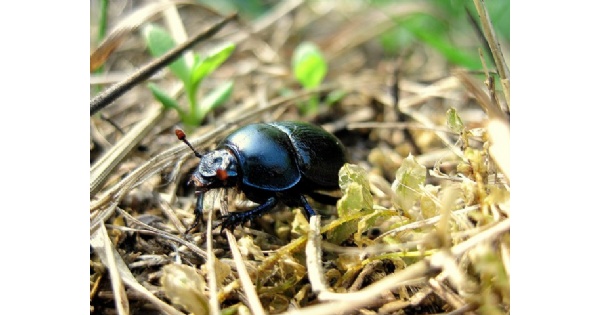 Bug Hike at Glen Helen Nature Preserve