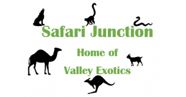 Safari Junction Summer Camp