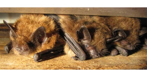 Homes for Bats
