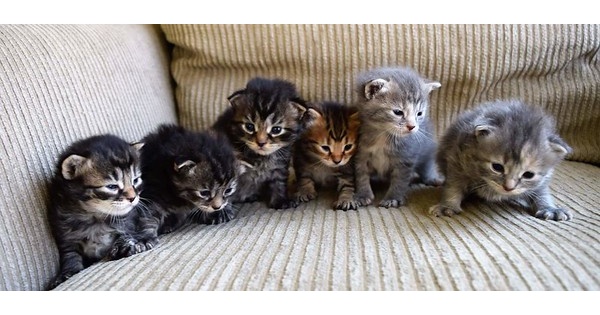 It's Kitten Season - Learn About Fostering