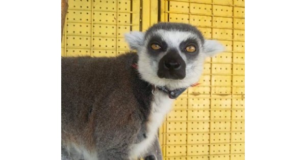 Friendly Creatures at Scales & Tails with KidX