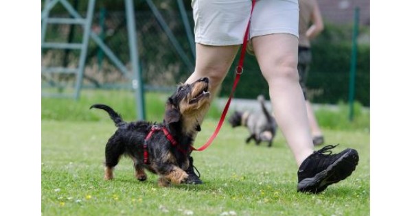 Novice Obedience Dog Training Class