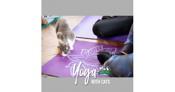Yoga with Cats at the Gem City Catfe - canceled