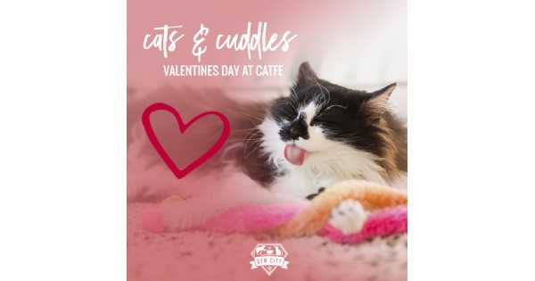 Cats & Cuddles: Valentine's Day at the Gem City Catfe