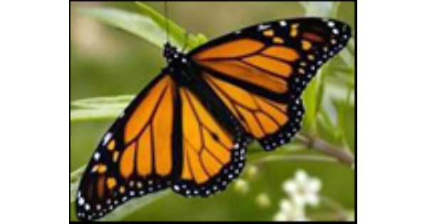 Attracting Monarch Butterflies with Native Plants