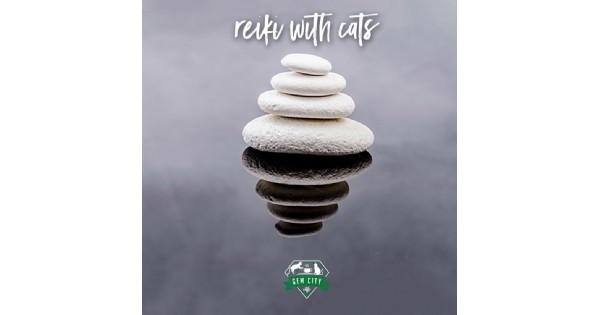 Reiki with Cats at the Gem City Catfe