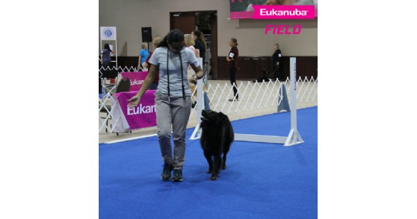 Belgian Sheepdog Club of America