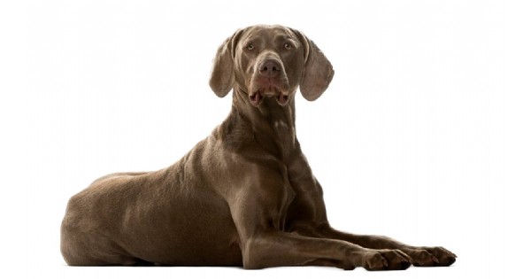 Weimaraner Club of America