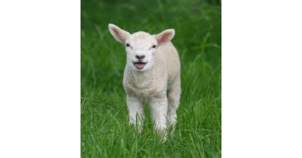 KidX: Petting Zoo at The Mall at Fairfield Commons